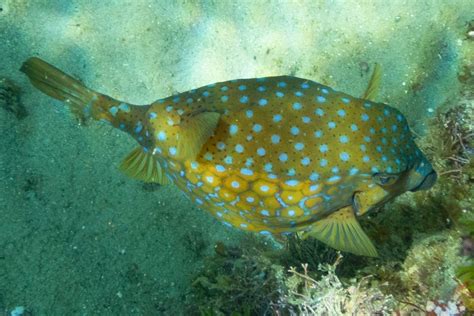 魚類品種|魚類図鑑｜魚類の生態・特徴・分布｜目に見えるいき 